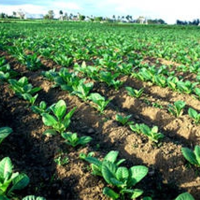 第6回　シガーはどこで生まれる？