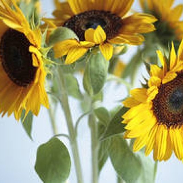 藤原美智子の「色」ものがたり第2回 7月　マティスの黄色