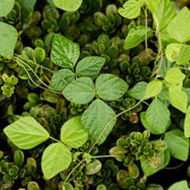 藤原美智子の「色」ものがたり第11回 生命力あふれる緑に惹かれて