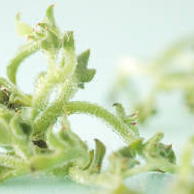 岡部美代治｜Vol. 4　「保湿」と「潤い」――本来のかたち