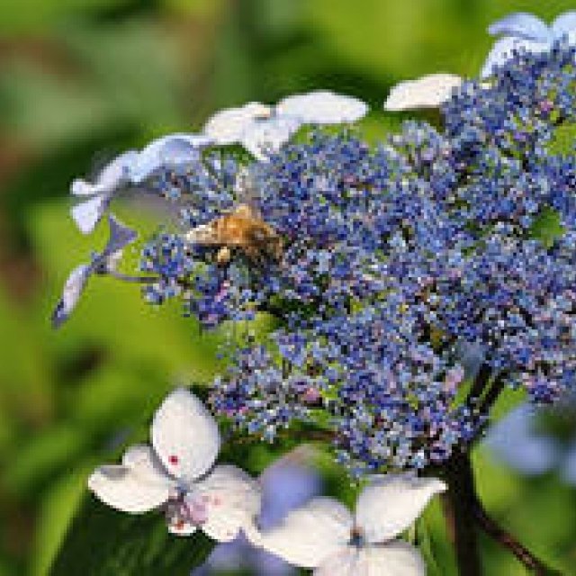 塚田有一│新連載『みどりの触知学』のスタートにあたって