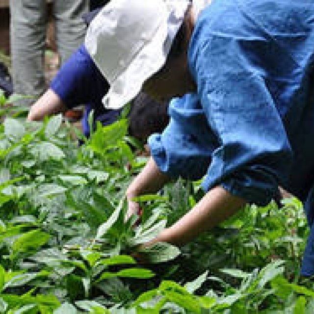 塚田有一│みどりの触知学 第2回：藍の焦げあと