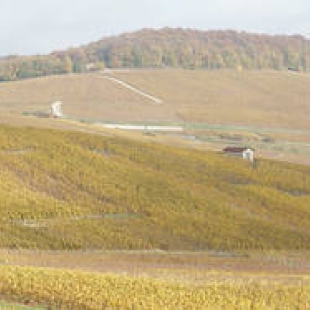 フランス シャンパーニュ紀行｜Chapter 1｜Introduction ＆ Bollinger ボランジェ