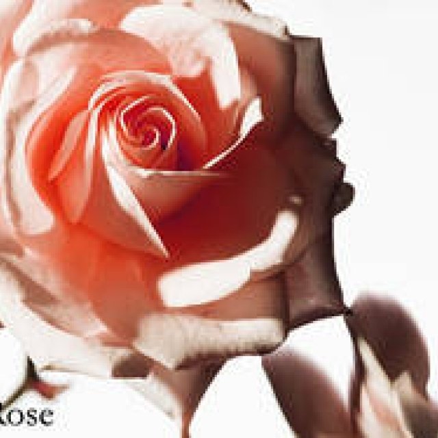 ナチュラルコスメ特集|キーワード 「ダマスクローズ」