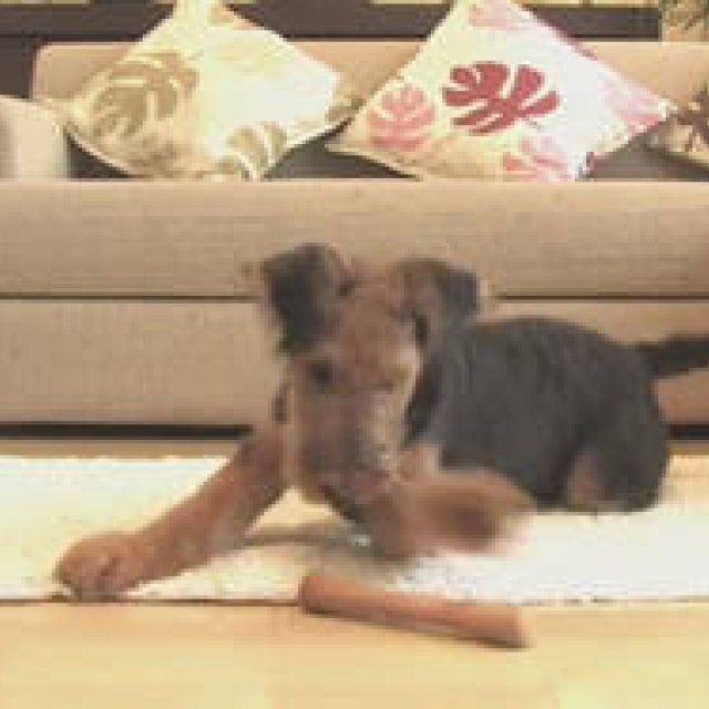 more trees｜愛犬のおもちゃ「Chew for more trees」5月発売速報