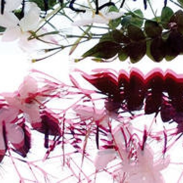 KORRES｜ハーブ大国ギリシャ生まれの「コレス ナチュラル プロダクト」