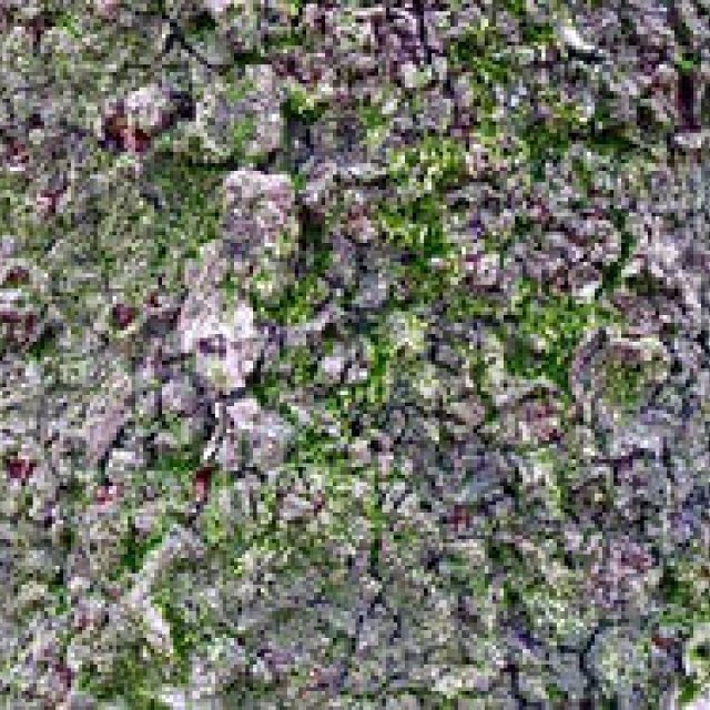 RICOH｜東信（フラワーアーティスト）×リコーGR DIGITAL III