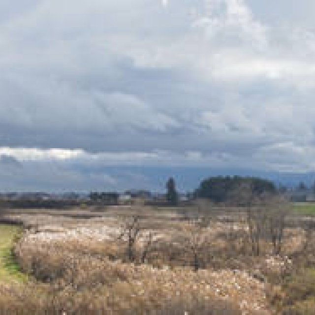 RICOH｜RICOH GR DIGITAL III, GXR and CX4