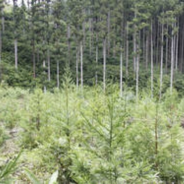 more trees｜参加者募集中！ 「森林・ボランティアツアー」を開催