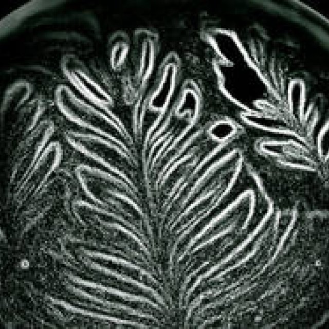 Diary-T 146 REGALO＆STREAMER