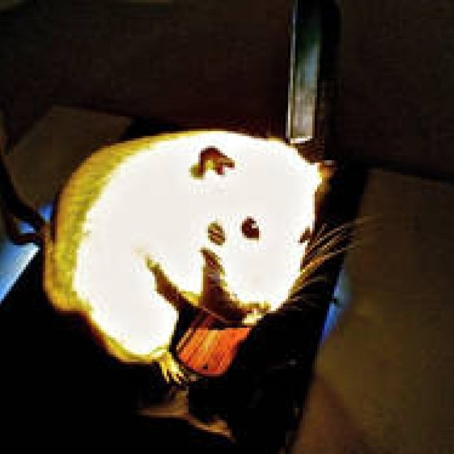 Diary-T 147 「SURVIVAL DANCE」