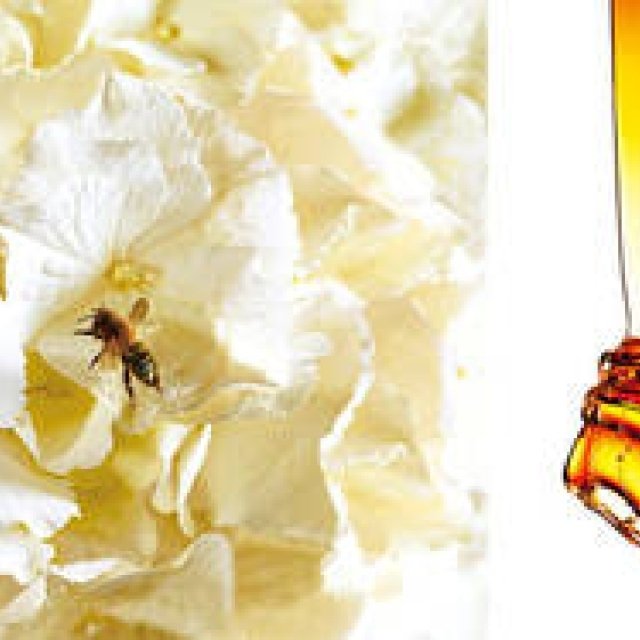 HACCI｜濃密なツヤと香りのシャンプー&コンディショナー