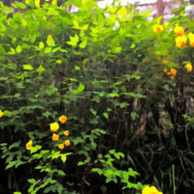 Diary-T Vol.33 249～254｜桑原茂一が毎日デザインするTシャツコレクション！