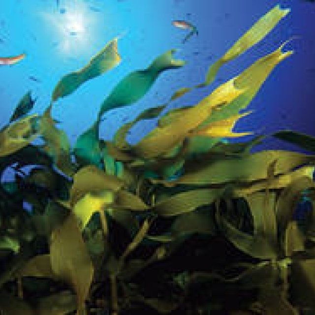 「ドゥ・ラ・メール オーシャンズ」フォトコンテスト開催中｜DE LA MER