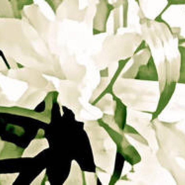 Diary-T 263 Lily 革命の花