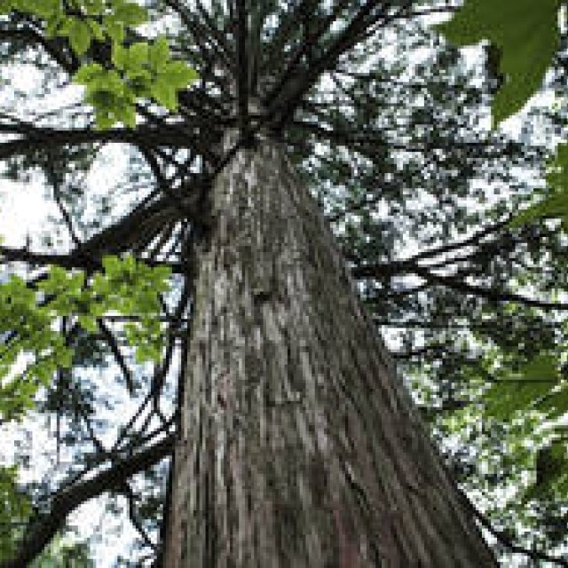 特集｜森の神に会う旅～岐阜・東濃地域の「宿」「自然」「文化」～Chapter 1