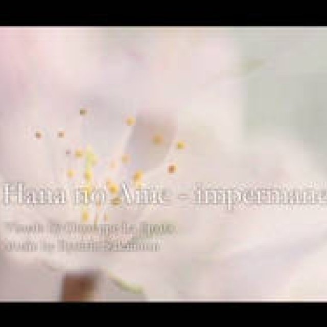 kizunaworld.org｜ジュゼッペ・ラ・スパーダの映像と坂本龍一の音楽によるコラボ作品「Hana no Ame - impermanence」
