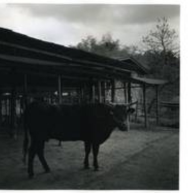 ART｜村越としや写真展『木立を抜けて』