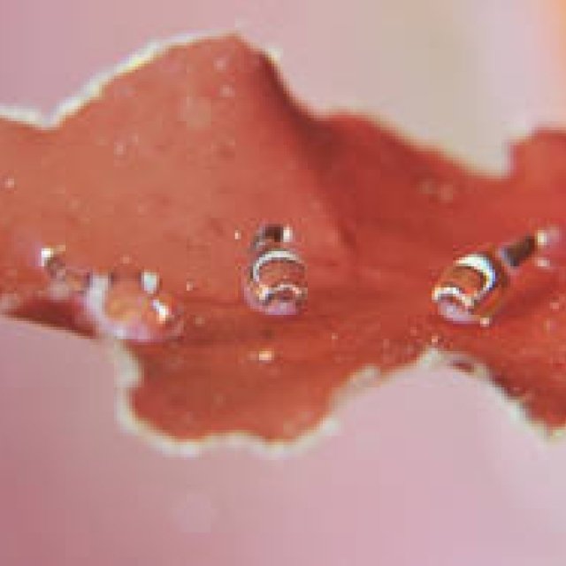 BOOK｜震災の海で生きる魚たちの姿『ダンゴウオ 海の底から見た震災と再生』