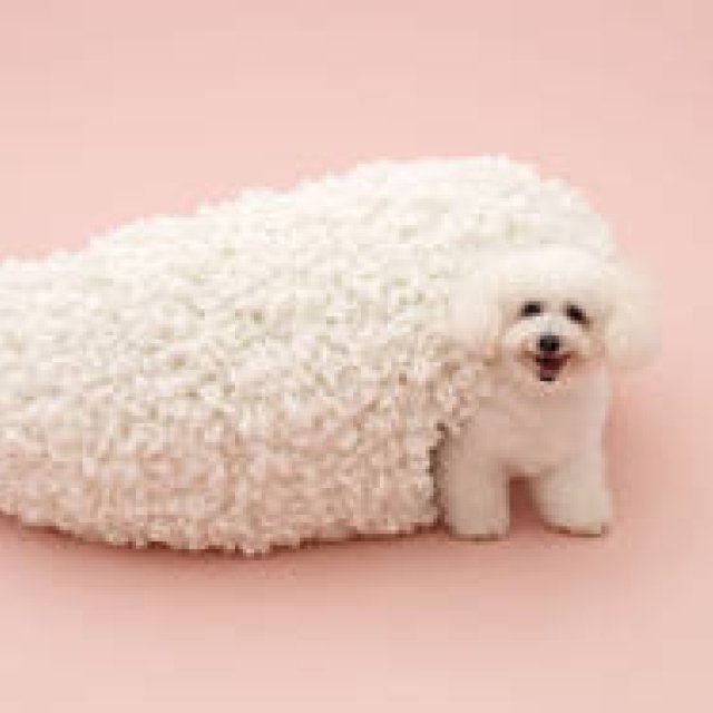 TOTOギャラリー・間｜『犬のための建築展』いよいよ国内で開催！