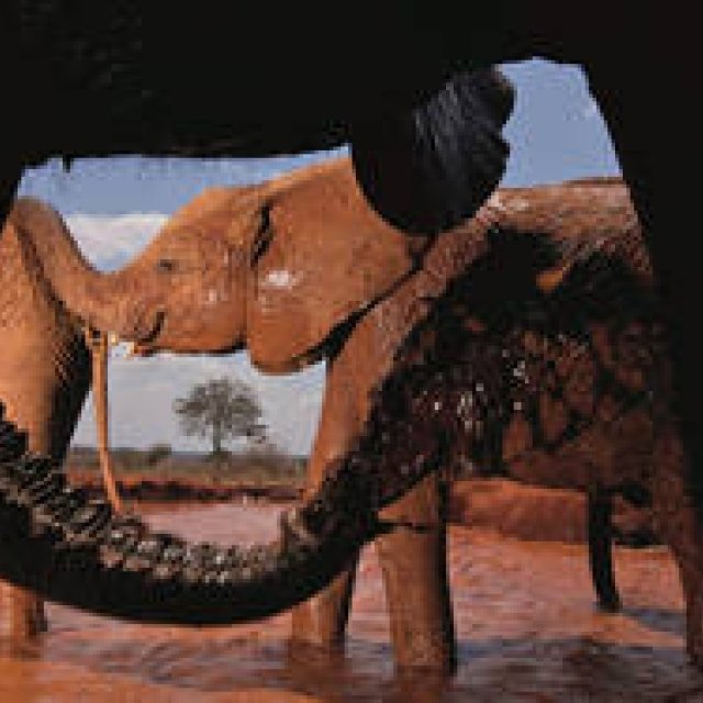 BOOK｜『ザ・ワイルドライフ・フォト 10人の巨匠 傑作選』