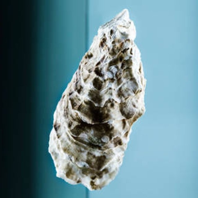 ART｜カキが主役の写真展!?『カキ展』