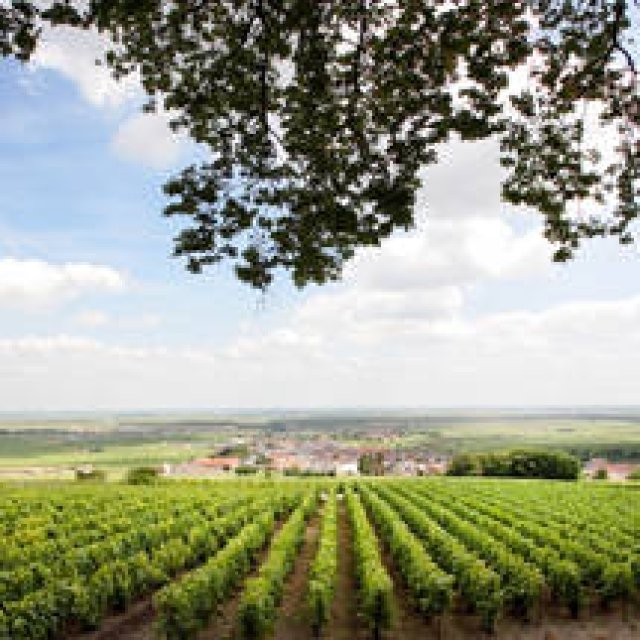 EAT｜21世紀初のヴィンテージシャンパーニュ「サロン2002」が日本上陸