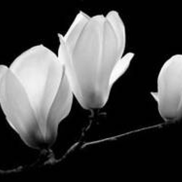 interiors｜カトリーヌ・メミ2014年 新作ファブリックコレクションズ