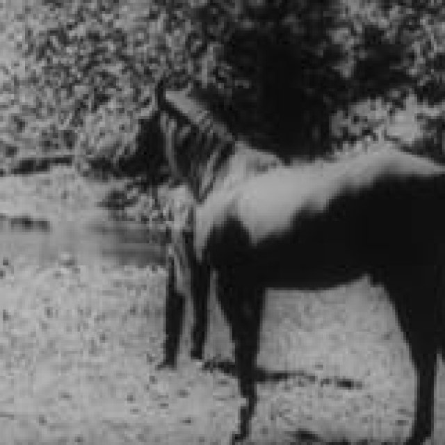 MOVIE｜エキスパートが指南　初心者のための東京国際映画祭入門 （2）