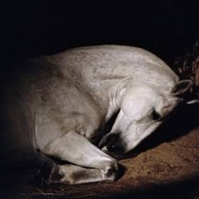 ART｜オランダ人写真家シャルロット・デュマ個展『ANIMA』