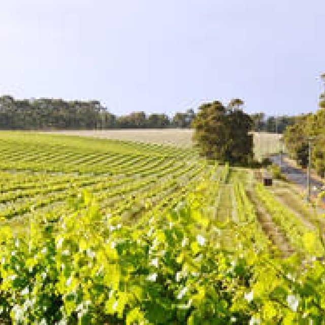 美食大陸オーストラリア、美食とワインをめぐる旅へ｜西オーストラリア州　マーガレット・リバー｜特集