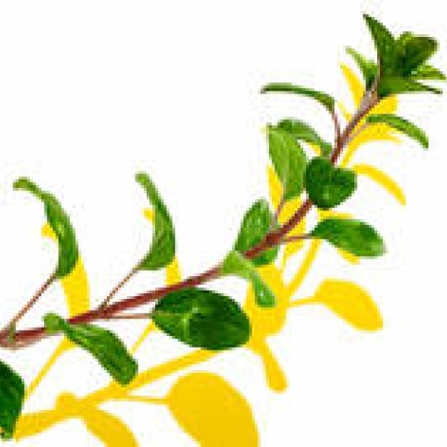 THREE|プロが惚れ込む天然由来コスメブランドの魅力