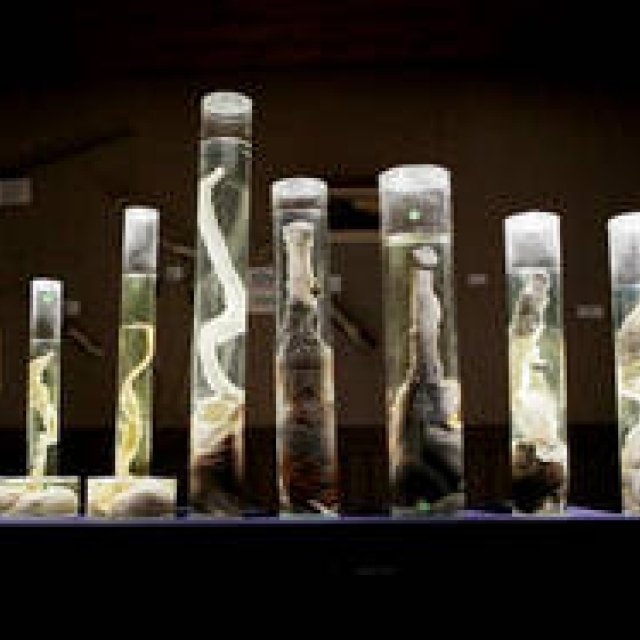 アイスランド「ペニス博物館」で繰り広げられる珍騒動に密着｜MOVIE