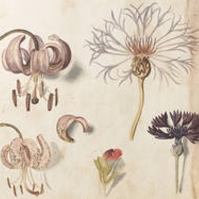 植物画を愛でる「イングリッシュ・ガーデン」展が開催｜ART