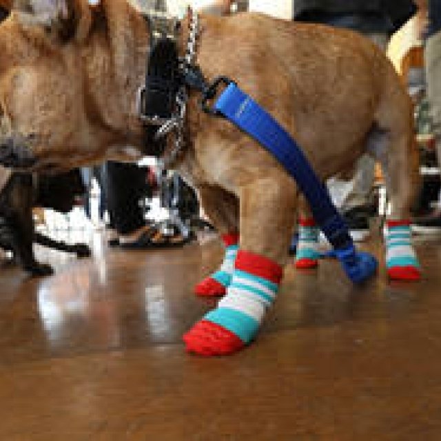 犬の靴・靴下専門店が開発した犬用靴下「Skitter」｜docdog