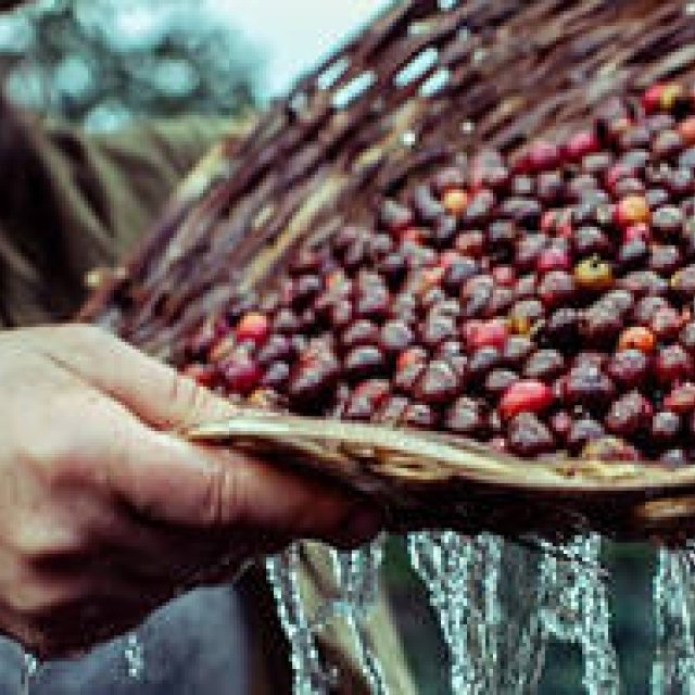 2019年春の数量限定。はつらつとした個性あふれる春限定のネスプレッソ｜Nespresso