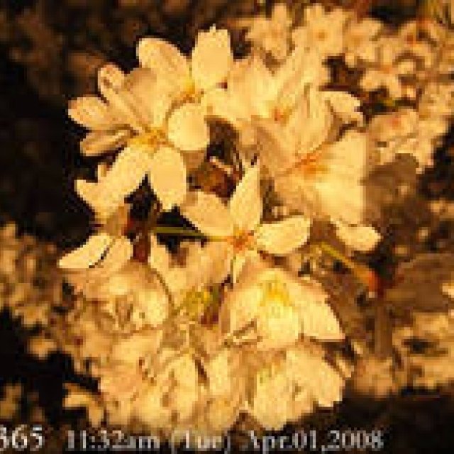  MIYAKOJIMA365 , April 2008