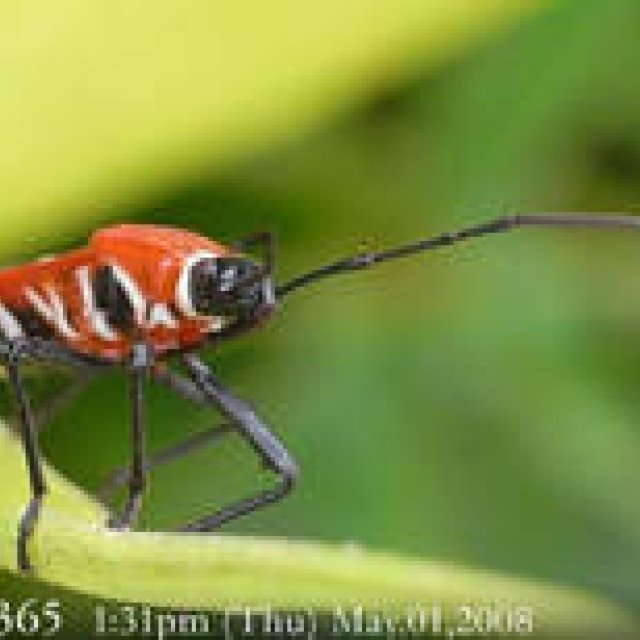  MIYAKOJIMA365 , May 2008