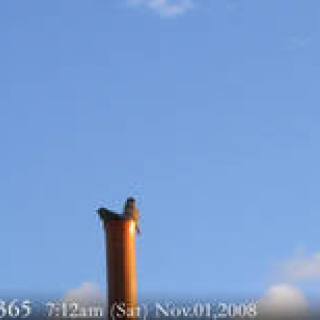  MIYAKOJIMA365 , Novenber 2008