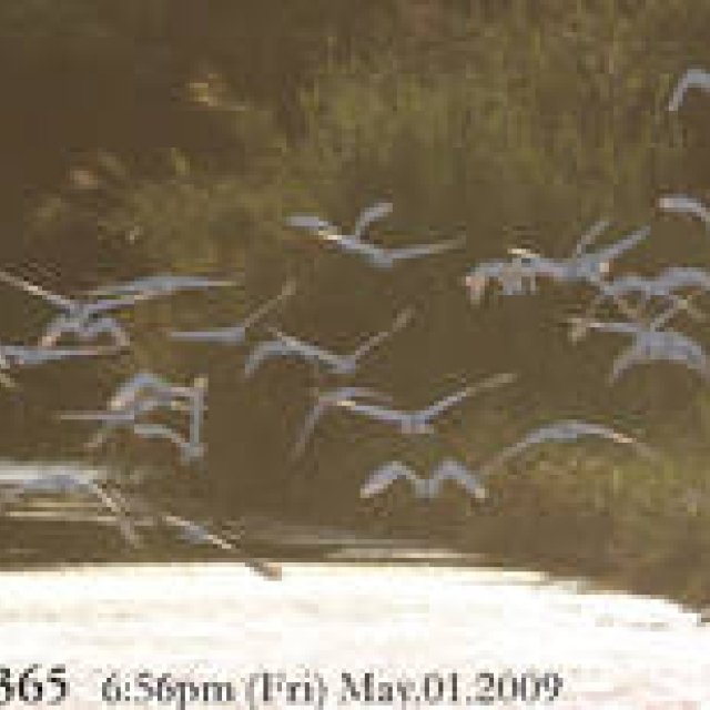  MIYAKOJIMA365 , May 2009