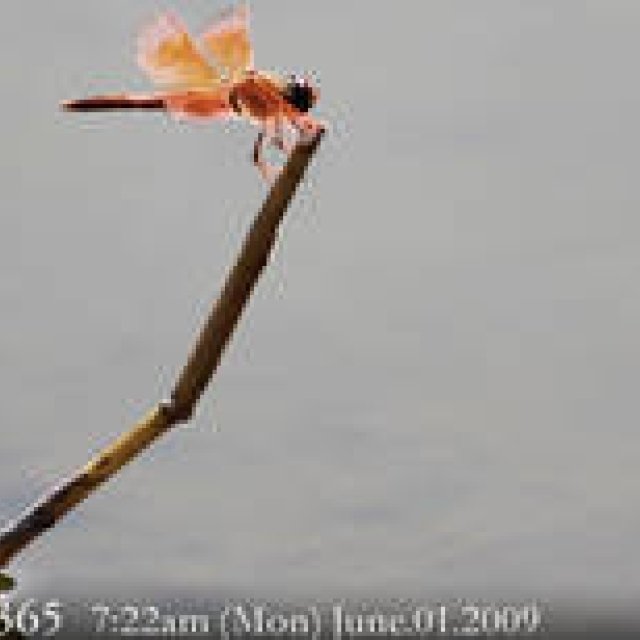  MIYAKOJIMA365 , June 2009