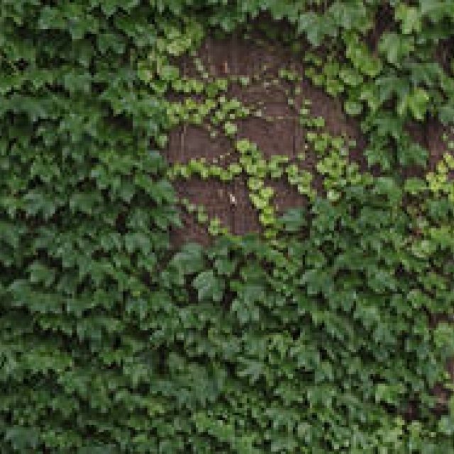  『タイ・レイ・タイ・レオ』プロジェクト発表。　高木正勝インタビュー ギャラリー