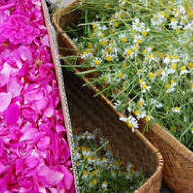  AROMATHERAPY AND YOU Vol.2 ギャラリー