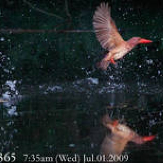  MIYAKOJIMA365 , July 2009