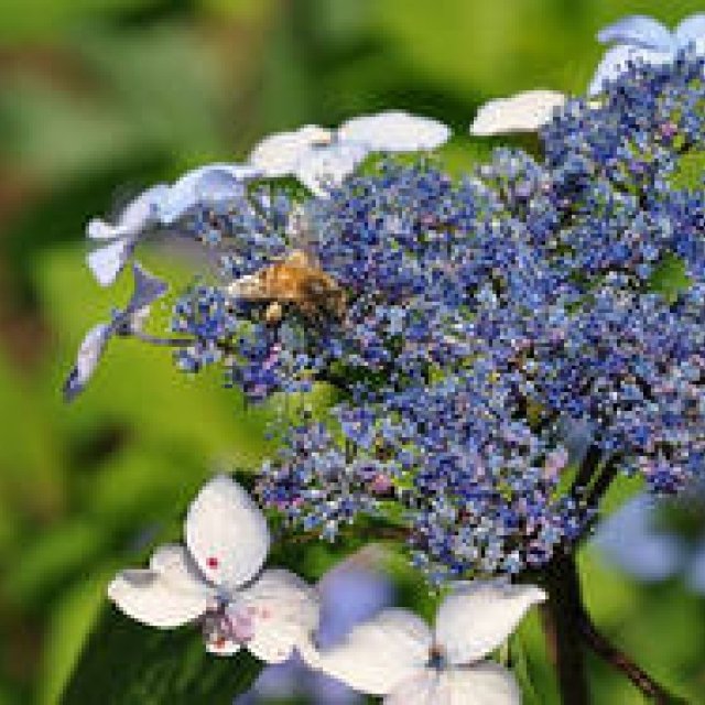  新連載『みどりの触知学』のスタートにあたって ギャラリー