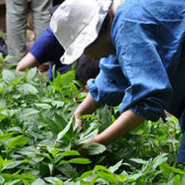  塚田有一│みどりの触知学 第2回：藍の焦げあと ギャラリー