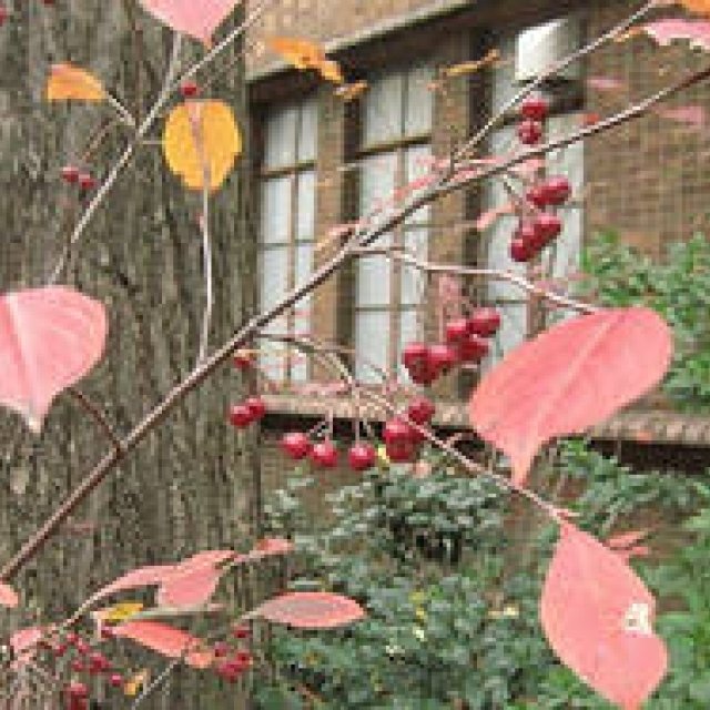  塚田有一│みどりの触知学 第3回：紅花 艶紅 うつし紅 そして笹紅（ささべに） ギャラリー