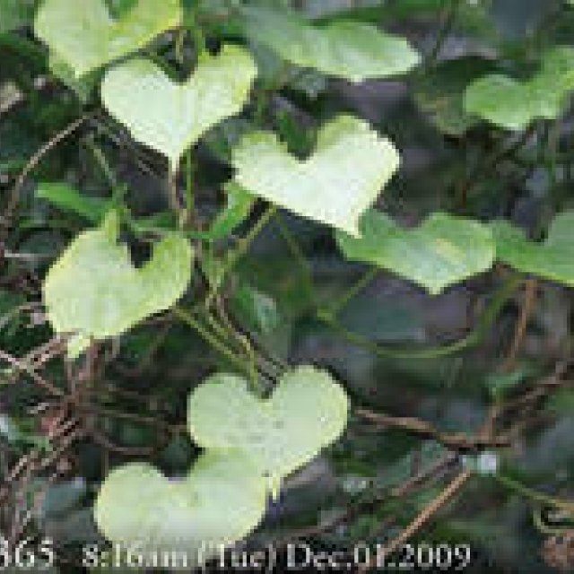  MIYAKOJIMA365 , December 2009