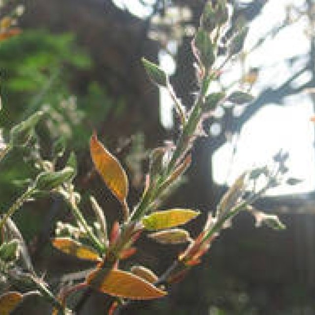  塚田有一│みどりの触知学～空野原篇～ 第7回：「みどりの触知学」のワークショップが動きはじめます ギャラリー