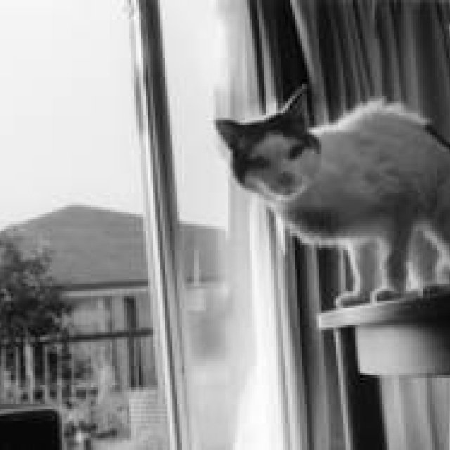  ラットホールギャラリー｜荒木経惟展「センチメンタルな旅 春の旅」 ギャラリー